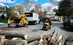 Best Tree Maintenance Programs  in Union Beach, NJ