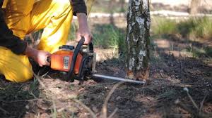 Best Tree Disease Treatment  in Union Beach, NJ