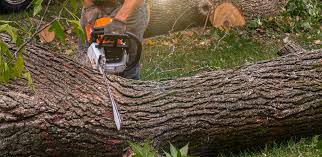 Best Tree Cabling and Bracing  in Union Beach, NJ
