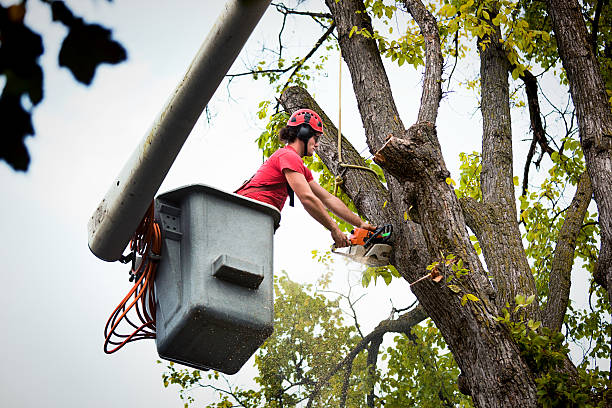 Best Tree Removal  in Union Beach, NJ
